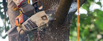 Best Hazardous Tree Removal  in Haskell, TX