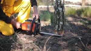 Best Emergency Tree Removal  in Haskell, TX