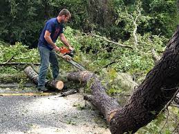 Best Stump Grinding and Removal  in Haskell, TX