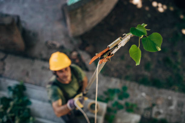  Haskell, TX Tree Services Pros