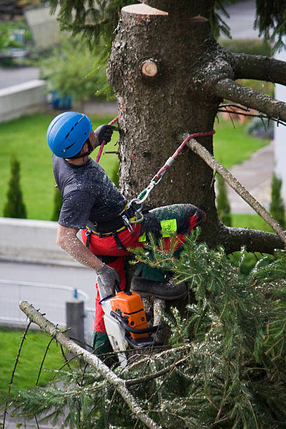 How Our Tree Care Process Works  in  Haskell, TX