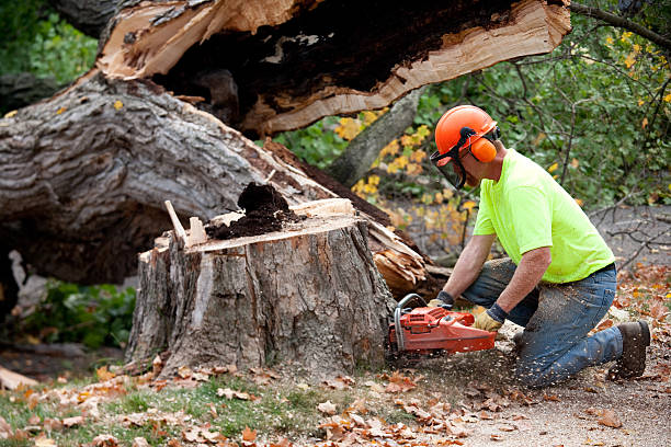 Best Arborist Consultation Services  in Haskell, TX