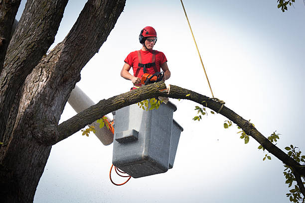 Best Tree Disease Treatment  in Haskell, TX