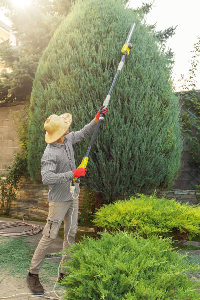 Best Tree Maintenance Programs  in Haskell, TX