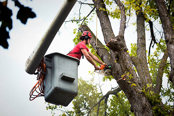 Best Tree Trimming and Pruning  in Haskell, TX