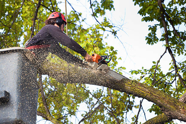 Best Tree and Shrub Care  in Haskell, TX